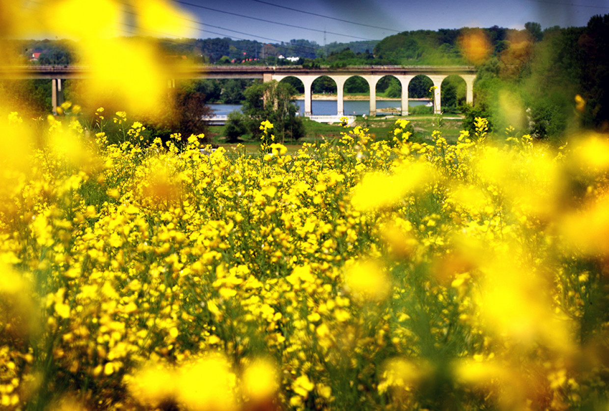 Rapsblüte und Viadukt am Obersee 