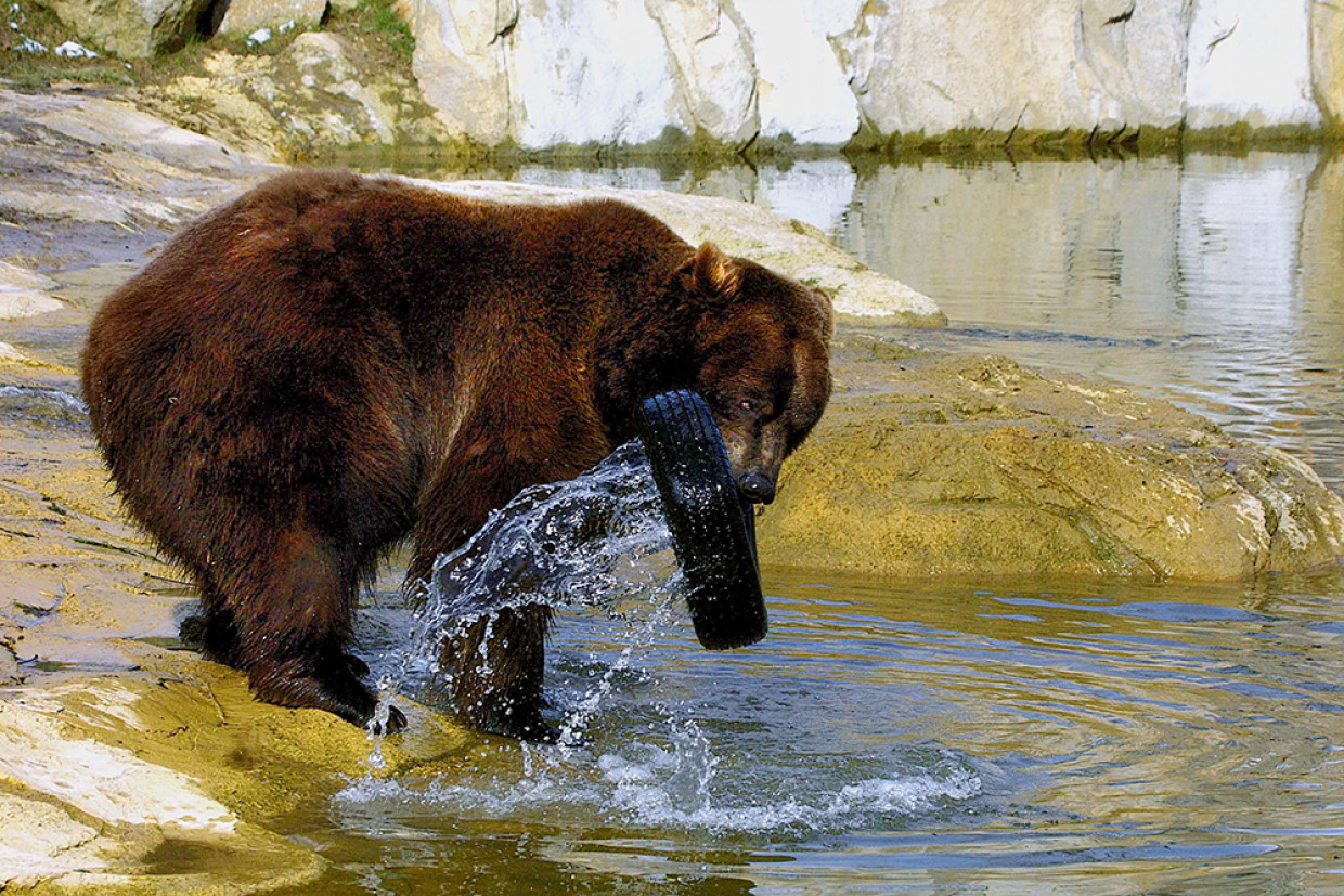 Publikumsmagnet Bärengehege